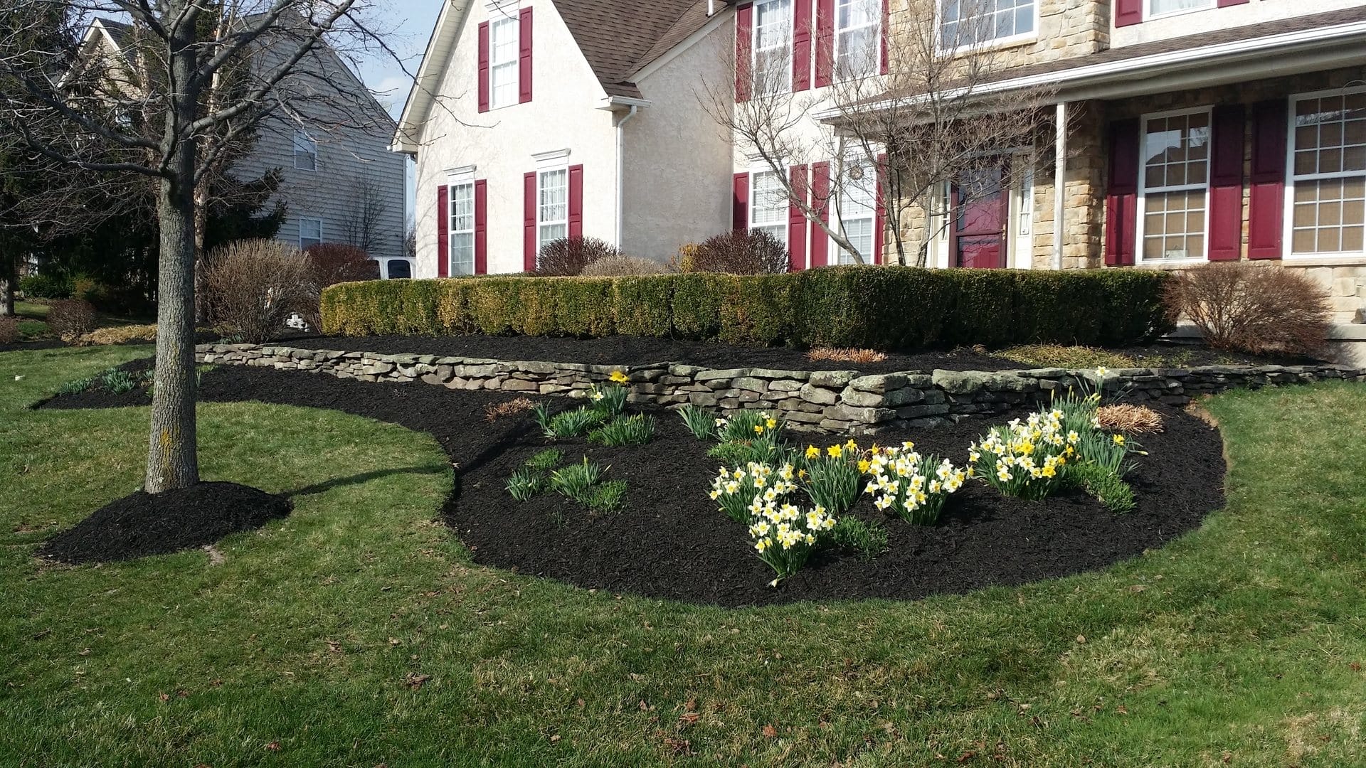 Outdoor Splendor - A well-maintained front yard with fresh black mulch, blooming yellow and white daffodils, trimmed shrubs, a stone retaining wall, and a mulched tree area in front of a house with red shutters.