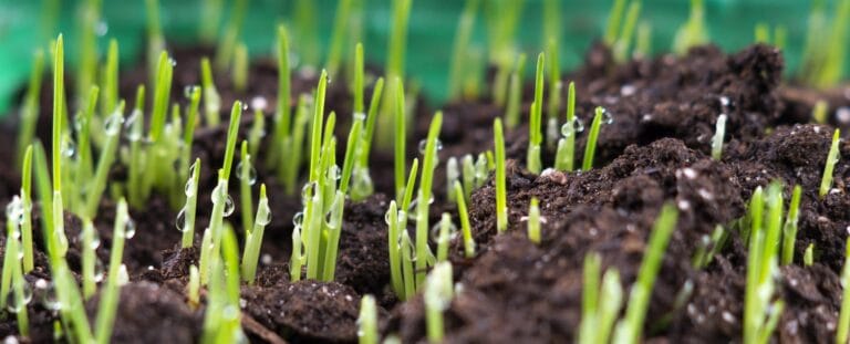 Outdoor Splendor - Close-up of young green grass sprouts emerging from dark soil, with droplets of water on the blades, against a blurred green background.