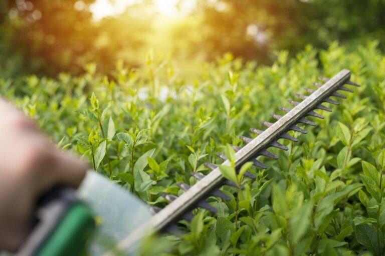 Outdoor Splendor - A close-up of a person using an electric hedge trimmer to trim green bushes in a garden, with sunlight shining through the background.