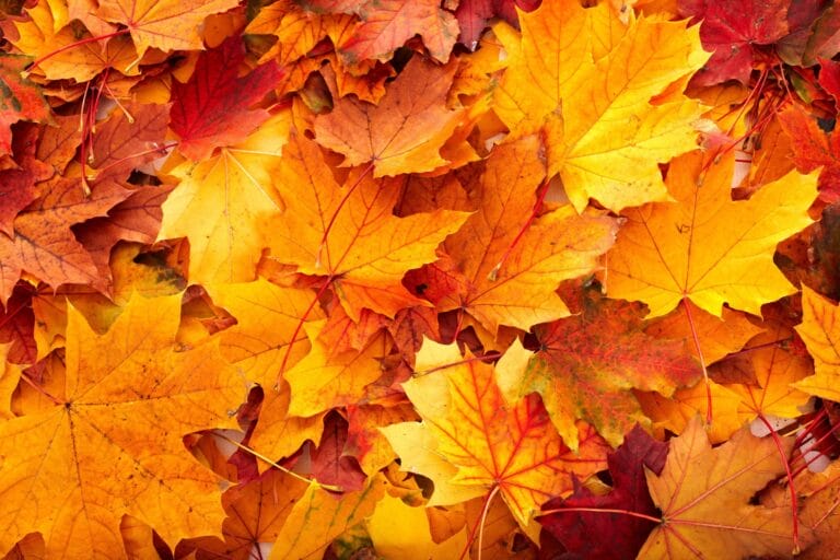 Outdoor Splendor - A close-up view of a pile of vibrant autumn leaves in shades of yellow, orange, and red, showing detailed veins and edges, creating a colorful and textured seasonal background.