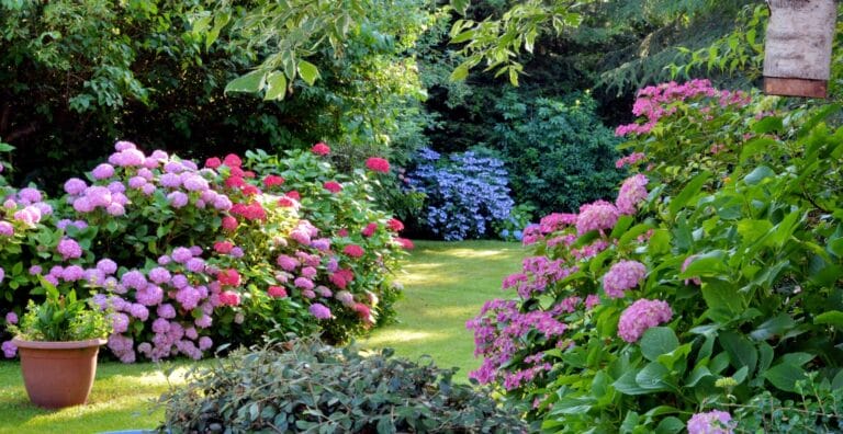 Outdoor Splendor - A lush garden with blooming pink and purple hydrangeas, green shrubs, and a neatly mowed lawn. A terracotta pot sits in the foreground, and tall trees provide shade in the background.