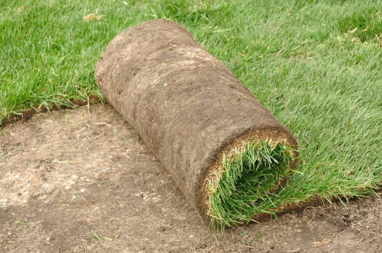 Outdoor Splendor - A roll of sod partially unrolled on a patch of bare soil, with green grass visible on both the roll and the surrounding ground.