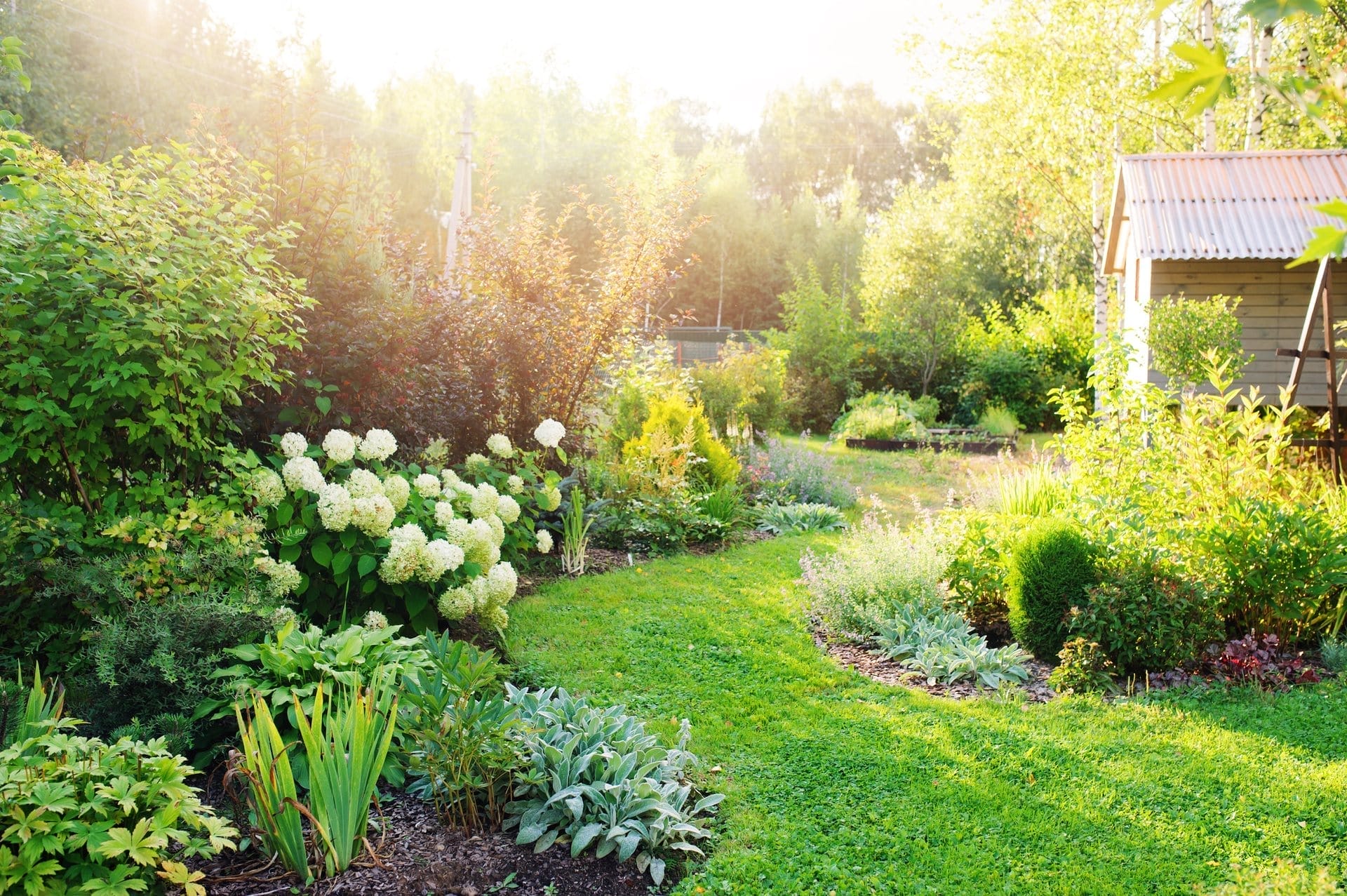 Outdoor Splendor - A lush garden with green grass, flowering shrubs, and various plants in sunlight showcases a Full-Service Landscape. A small house or shed is partially visible on the right, surrounded by vibrant foliage and trees.