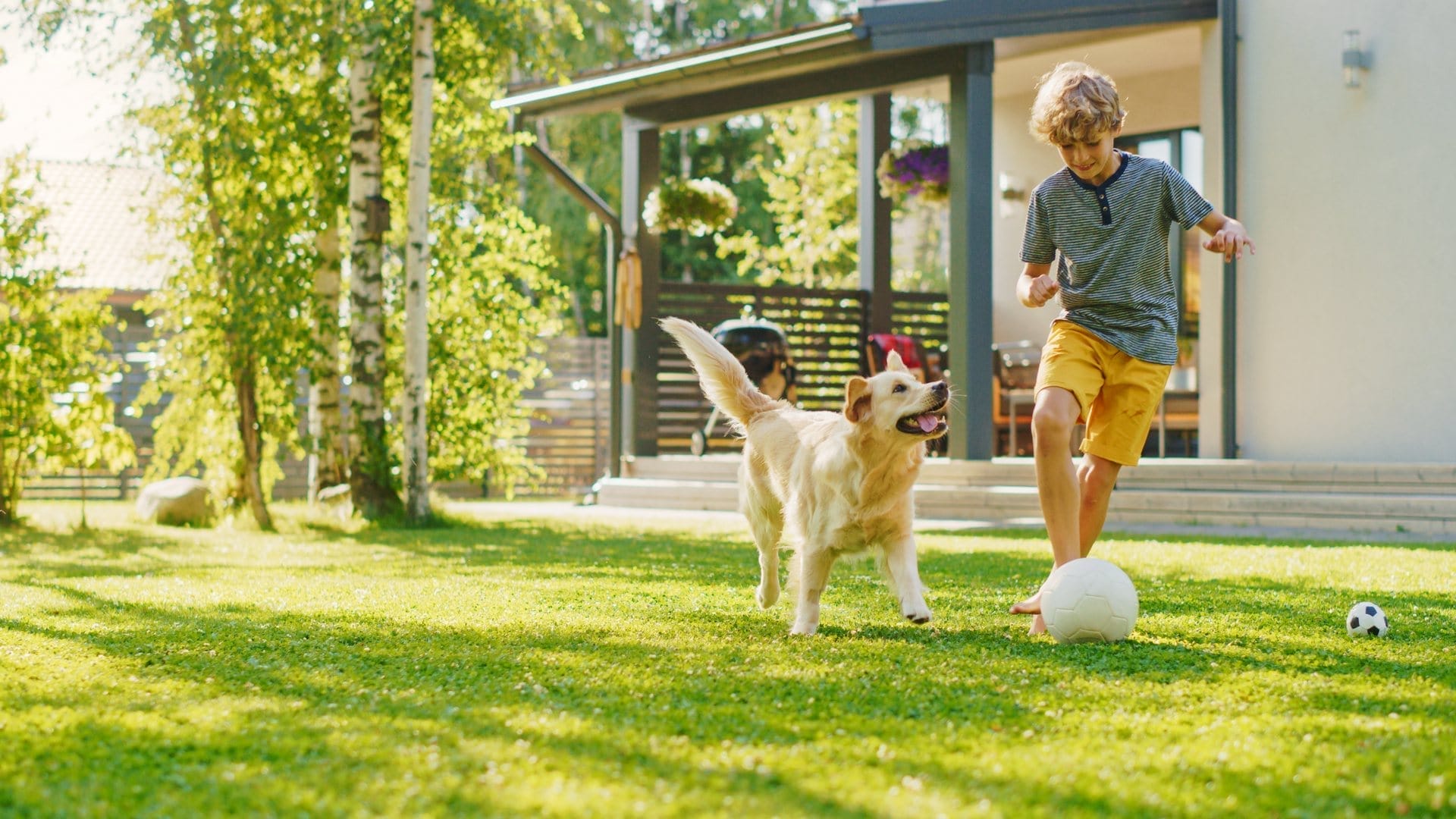 Outdoor Splendor - A young boy plays soccer with a golden retriever on a sunny, well-kept lawn in a backyard, thanks to weed control and lawn fertilizing. The house and trees are in the background, and both the boy and dog look happy and active.