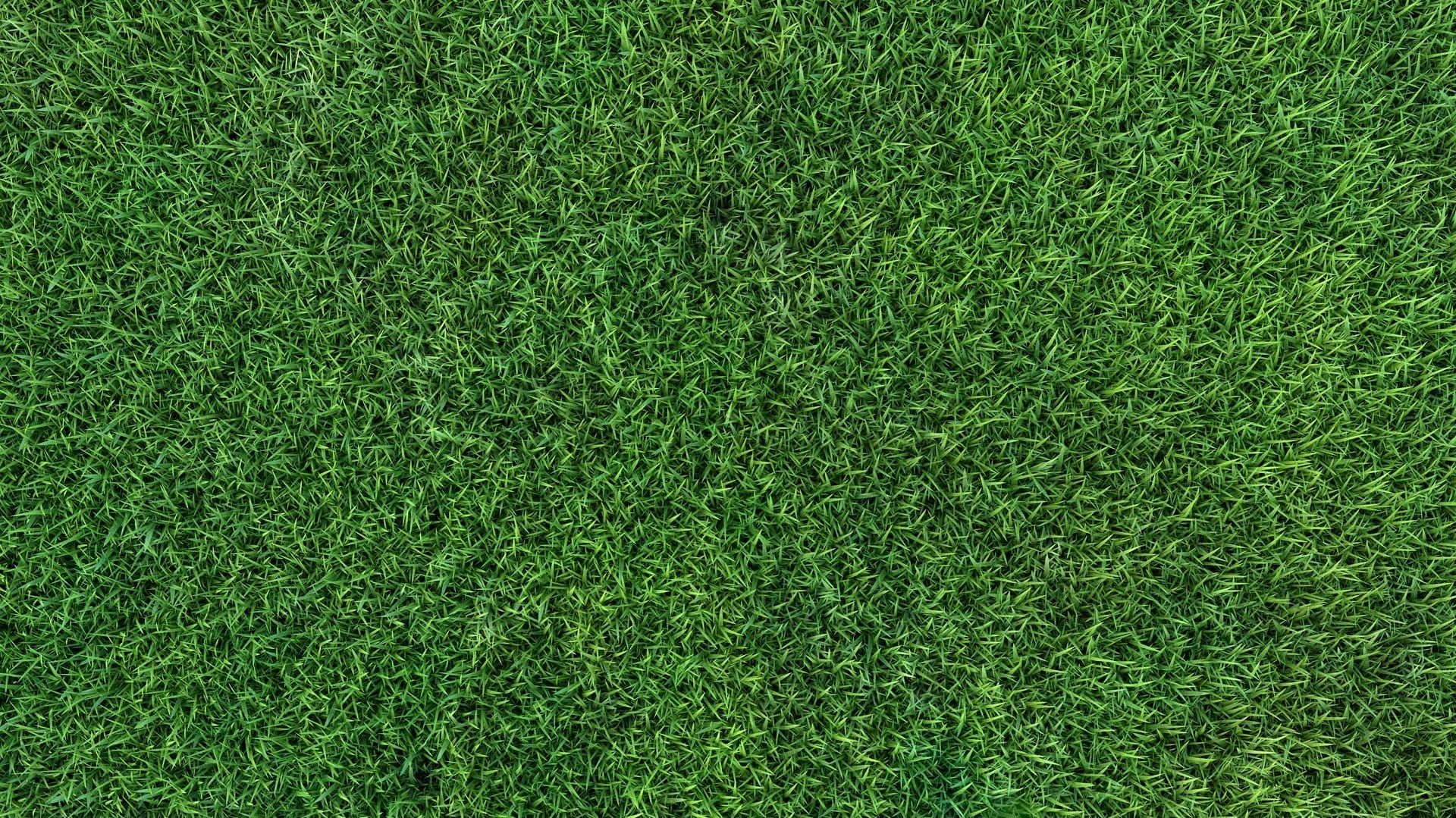 Outdoor Splendor - Close-up view of a lush, evenly cut green grass lawn, filling the entire frame with dense blades of grass—a result of effective weed control and regular lawn fertilizing.