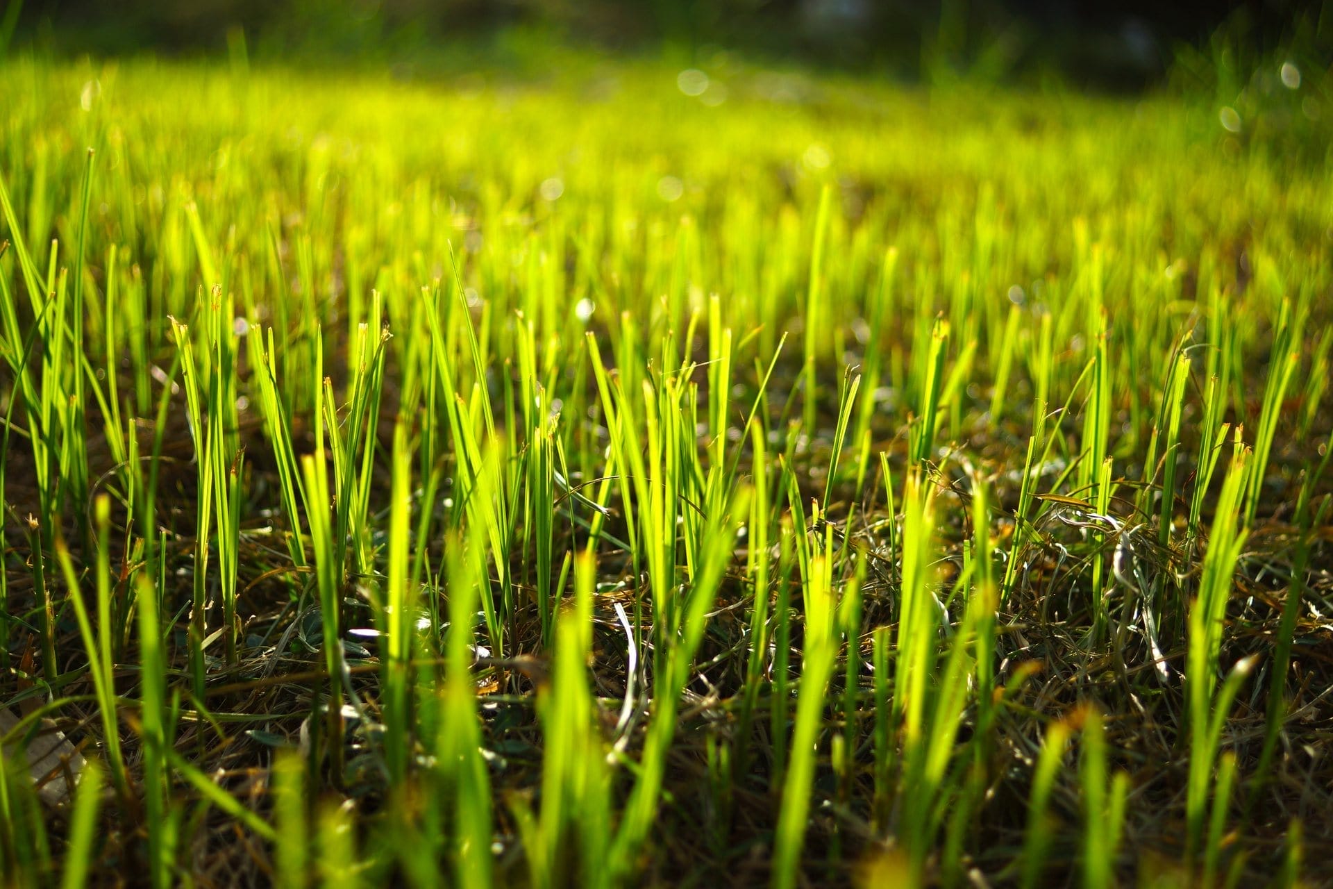 Outdoor Splendor - Close-up of bright green grass blades growing densely on the ground, with sunlight highlighting the tips—a vibrant scene ideal for lawn restoration. The blurred background emphasizes the freshly re-established grass in the foreground.