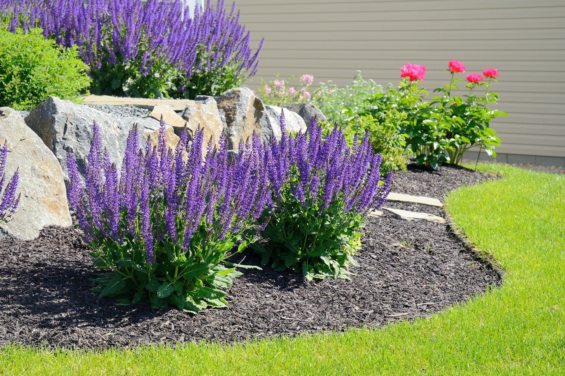 Outdoor Splendor - Garden bed with clusters of tall purple flowers, pink flowers, green shrubs, and large rocks, bordered by brown mulch and surrounded by bright green grass. A beige building wall is in the background.