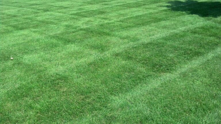 Outdoor Splendor - A well-maintained green lawn with a visible checkerboard mowing pattern. The grass appears evenly cut, and there is a small shadow in the upper right corner.