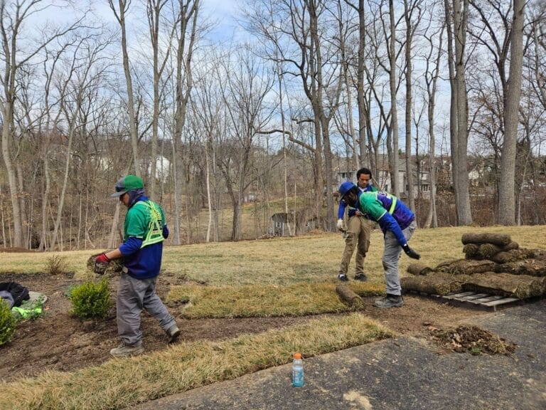 Outdoor Splendor - Three workers in green and blue uniforms lay sod and tend to a yard surrounded by trees and houses. One worker carries a roll of sod while another arranges it. A water bottle sits on the ground nearby.